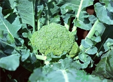 西蘭花的營養(yǎng)價(jià)值 西蘭花的功效與作用