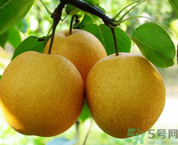 吃梨會發(fā)胖嗎？吃梨子有什么好處？