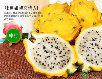 黃龍果多少錢一斤？黃龍果的功效作用