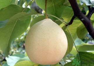 吃梨拉肚子怎么回事？吃梨拉肚子怎么辦？