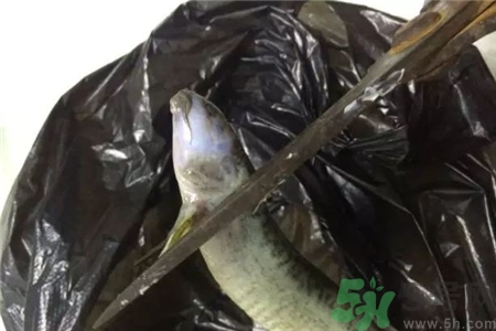 泥鰍怎么殺和洗?泥鰍怎么洗才干凈? 泥鰍怎么殺和洗?泥鰍怎么洗才干凈?