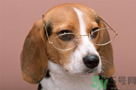 ?狗狗嘔吐怎么回事？狗狗拉稀嘔吐怎么辦？