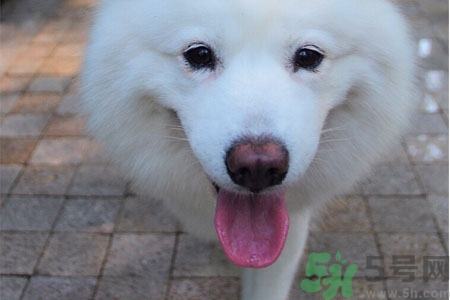 ?狗狗嘔吐怎么回事？狗狗拉稀嘔吐怎么辦？