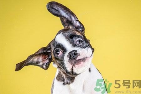 ?狗狗嘔吐怎么回事？狗狗拉稀嘔吐怎么辦？