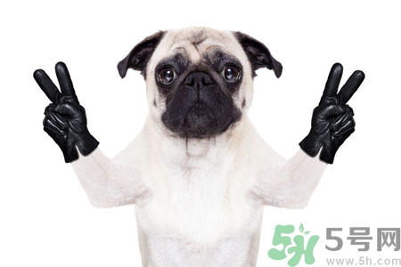 狗狗吃什么最好？狗狗不能吃的食物有哪些？