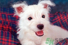 狗狗吃什么最好？狗狗不能吃的食物有哪些？