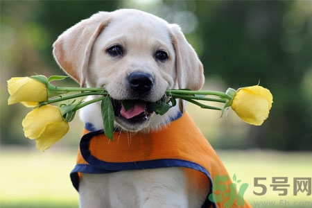 狗狗怎么訓(xùn)練？狗狗怎么喂養(yǎng)？