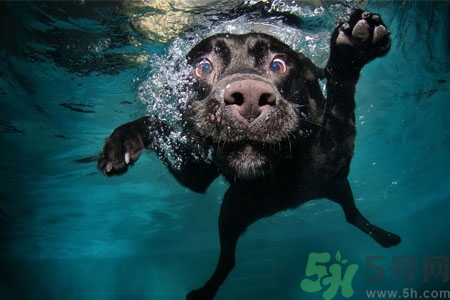 狗狗怎么訓(xùn)練？狗狗怎么喂養(yǎng)？