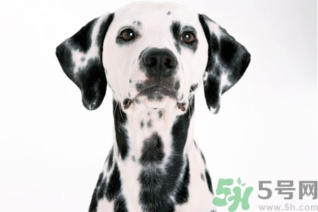 狗狗怎么訓(xùn)練？狗狗怎么喂養(yǎng)？