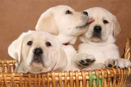 狗狗咳嗽怎么回事？狗狗咳嗽怎么辦？