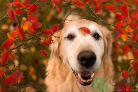 狗狗咳嗽怎么回事？狗狗咳嗽怎么辦？