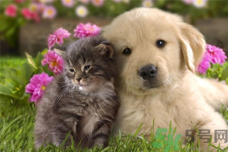 狗狗咳嗽怎么回事？狗狗咳嗽怎么辦？