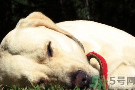 狗狗咳嗽怎么回事？狗狗咳嗽怎么辦？