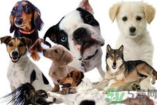 狗狗發(fā)燒了怎么辦？狗狗發(fā)燒的癥狀有哪些？