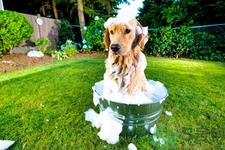 狗狗發(fā)燒了怎么辦？狗狗發(fā)燒的癥狀有哪些？