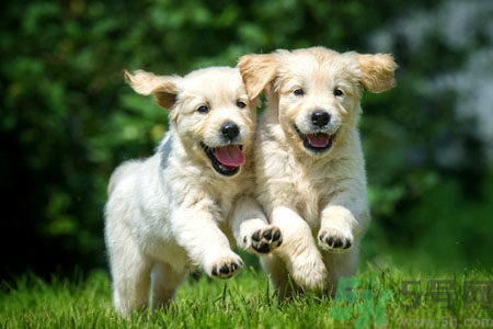 狗狗發(fā)燒了怎么辦？狗狗發(fā)燒的癥狀有哪些？