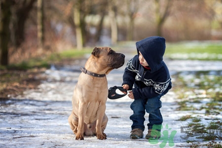 狗狗發(fā)燒了怎么辦？狗狗發(fā)燒的癥狀有哪些？