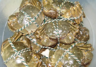 大閘蟹多少錢一斤？大閘蟹多少錢一只？