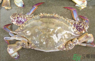 河蟹死了還能吃嗎？河蟹死了多久還能吃？