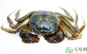 河蟹死了還能吃嗎？河蟹死了多久還能吃？