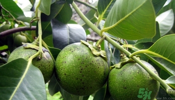 黑柿的營養(yǎng)價值及功效 黑柿怎么吃？