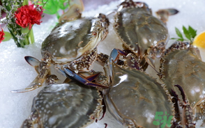 梭子蟹死了還能吃嗎？梭子蟹死了多久還能吃？