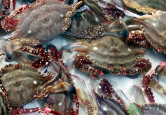 梭子蟹死了還能吃嗎？梭子蟹死了多久還能吃？