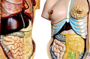 腸炎肚子疼怎么辦？腸炎肚子疼怎么緩解？