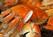 感冒可以吃螃蟹嗎？感冒吃感冒會(huì)怎么樣？