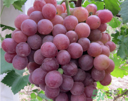 吃螃蟹后能吃葡萄嗎？螃蟹和葡萄能一起吃嗎？