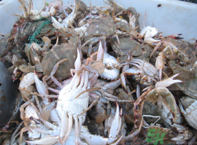 梭子蟹多少錢一斤？梭子蟹多少錢一只？