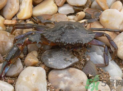 梭子蟹怎么保存？活的梭子蟹怎么保存？