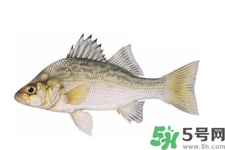 秋季適合吃什么魚(yú)？秋季吃魚(yú)的好處？
