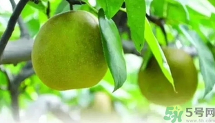 吃梨子喝水會拉肚子嗎？吃完梨子能喝水嗎？