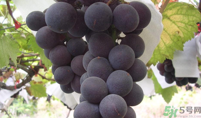 巨峰葡萄吃多了好嗎？食用巨峰葡萄的注意事項