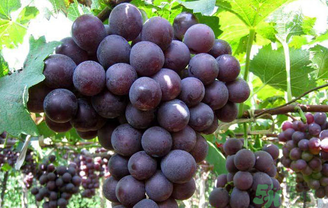 巨峰葡萄吃多了好嗎？食用巨峰葡萄的注意事項