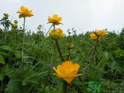 金蓮花是什么?金蓮花的功效與作用