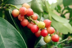 五月茶的功效 五月茶怎么吃？