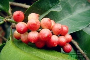 五月茶的功效 五月茶怎么吃？