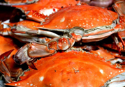 梭子蟹多少錢一斤？梭子蟹多少錢一只？
