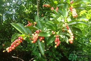 五月茶的功效 五月茶怎么吃？