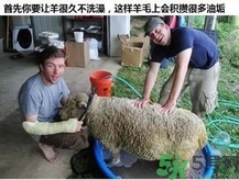 澳洲綿羊油真假 澳洲綿羊油australian creams真假鑒別 澳洲綿羊油真假 澳洲綿羊油australian creams真假鑒別