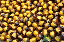 吃栗子會胖嗎？栗子吃多了會怎樣？