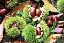 吃栗子會上火嗎？吃栗子會便秘嗎？