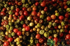 青花椒和紅花椒哪個(gè)好?青花椒和紅花椒的區(qū)別