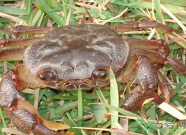 梭子蟹能冷凍嗎？梭子蟹如何冷凍保存？