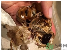 黑蒜可以補(bǔ)身體嗎？怎么自制黑蒜？