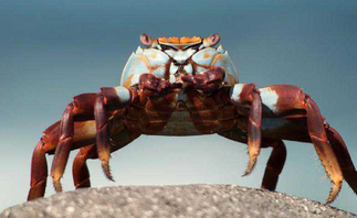 盤錦河蟹怎么保存？盤錦河蟹如何存放？