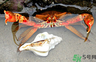 河蟹死了一天能吃嗎？河蟹死了多久不能吃？