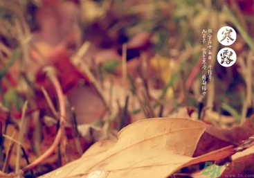 寒露是什么意思？寒露是幾月幾日